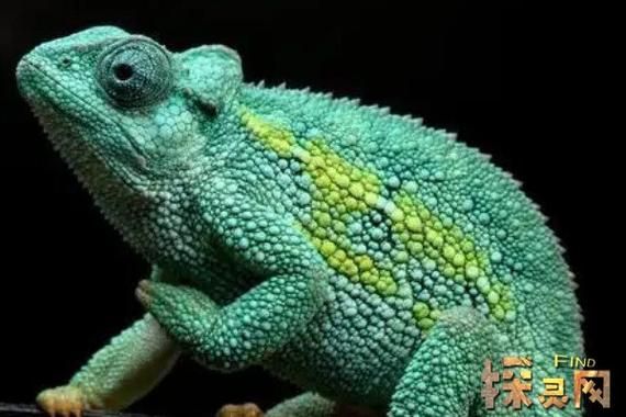 宠物变色龙（宠物变色龙品种）