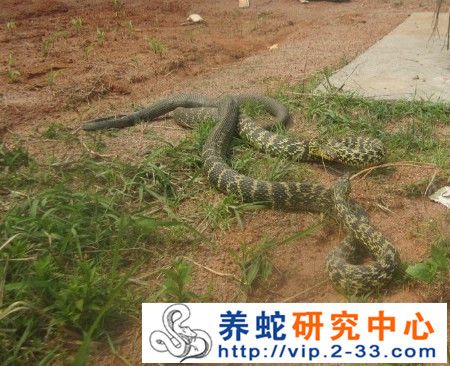 生态养蛇