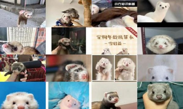 宠物貂味道大吗