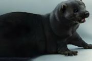 水貂好养吗宠物