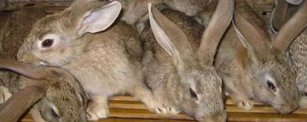 如何饲养野兔才不会死