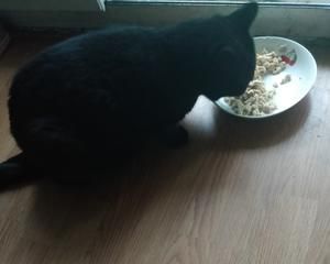 经济实惠猫零食的做法 步骤6