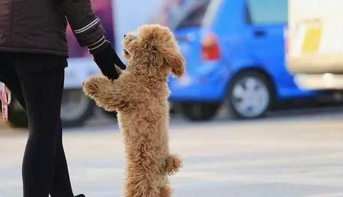 贵宾犬训练全面指南（从基本命令到行为训练，打造优秀的贵宾犬）