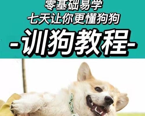 贵宾犬训练全面指南（从基本命令到行为训练，打造优秀的贵宾犬）