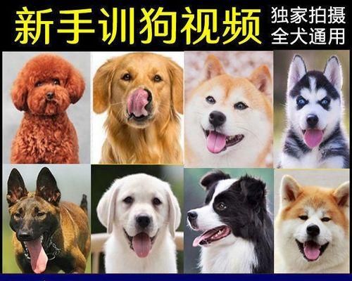 贵宾犬训练全面指南（从基本命令到行为训练，打造优秀的贵宾犬）