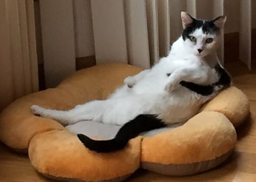 与猫生活：猫行为、训练和生活方式