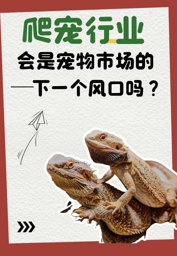 爬宠会成为宠物市场的新星嘛?：未来爬宠将成为宠物市场的新星，爬宠成为宠物市场新星 观赏鱼论坛