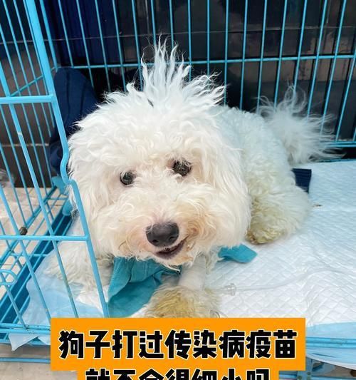 狗狗的体检和疫苗接种费用及流程解析（了解狗狗体检和疫苗接种的必要性和费用，让宠物健康无忧）