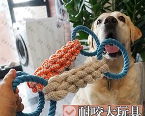 宠物小狗的磨牙乐趣（选择适合的小狗磨牙棒）