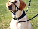 武汉宠物训练学校-训犬教练电话