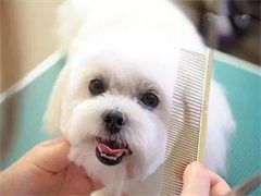武汉训犬学校-服务热线