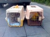 洪山宠物鸽子托运 宠物托运 24小时宠物托运平台