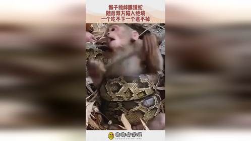 猴子挑衅眼镜蛇，随后双方陷入绝境，一个吃不下一个逃不掉！