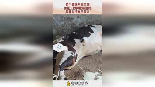 老牛瘫痪不能走路，兽医三秒钟把病治好，看到方法有手就会！