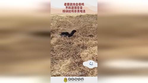 老鹰欲攻击母鸡，不料遭到反杀，嫁祸给鸡罪责难逃！