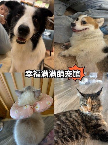 撸猫撸狗的快乐 我又懂了！