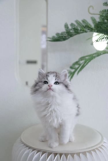 撸猫switch两不误!! 天呐!万万没想到玩双人成行还可以