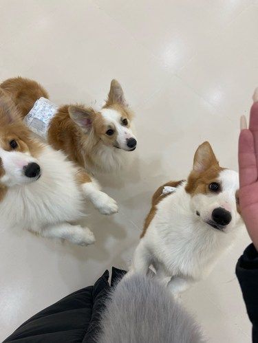 狗狗的快乐，我的快乐