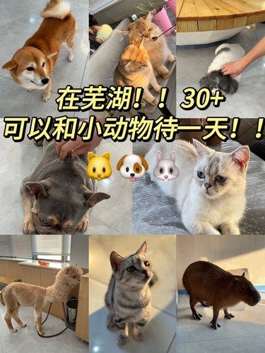 在芜湖！！30➕能和一群小动物待一天！！