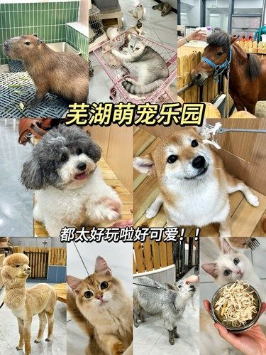 在芜湖…！！新开的！！撸小动物们的快乐