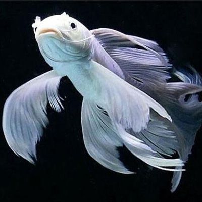 萌宠生活会馆 红尾平克鱼