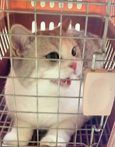 派奇宠物医院，猫猫狗狗的健康守护者!