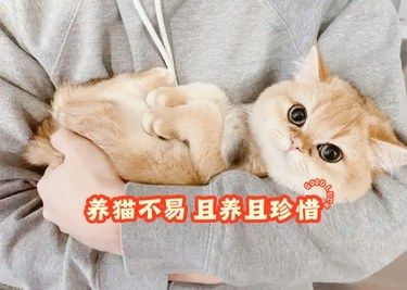我家喵喵的日常护理院