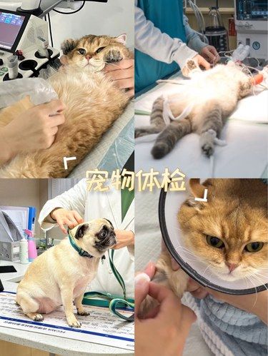 带着毛孩子体检的一天