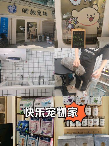 宠物美容专家来啦
