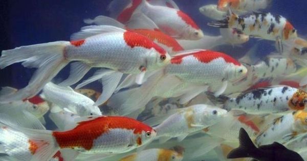 让鱼健身？看看鱼友的奇葩方法！