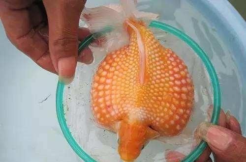 让鱼健身？看看鱼友的奇葩方法！