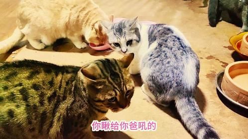 给新来的流浪猫爸接风，不孝子却对它不敬，另一只猫也打歪主意