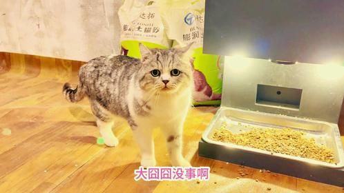 流浪猫囧囧被骗去和老婆孩子团员，对它最不欢迎的却是它的至亲
