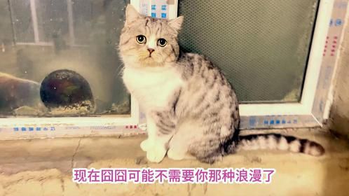给北京来铁岭的流浪猫打了首针疫苗，囧囧初来恐有两只猫对它不利