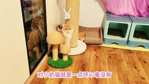 新捡来的三花小奶猫精力旺盛太淘气，负责陪玩的小奶爸被折磨坏了