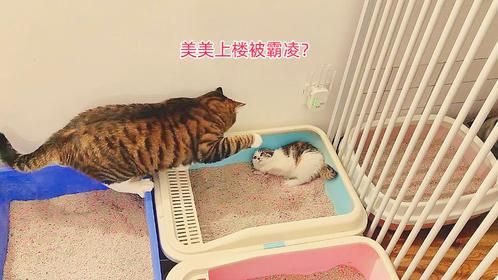三花小奶猫再次上楼会大猫，又是被崇拜追逐的一天，还被黑粉霸凌