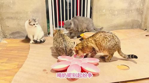 请流浪猫们喝舒化奶，原本画面很和谐，有只猫却偷袭流二代报仇
