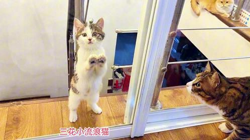 小三花流浪猫迷上和大猫们玩溜猫模式，都过来追我呀