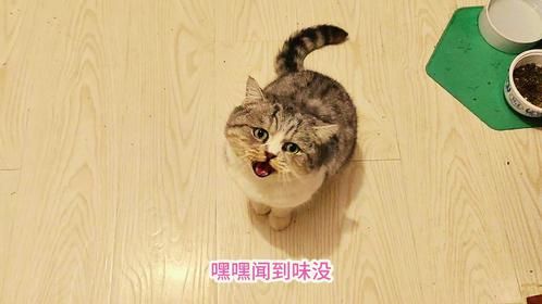 给四只身体各有状况的流浪猫喝舒化奶，都是第一次喝，看都喜欢吗