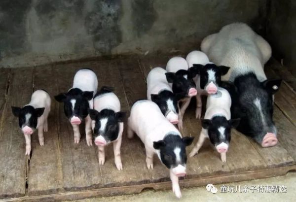 室内萌宠乐园，与小香猪一起探索快乐生活