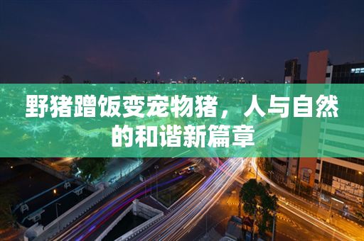 野猪蹭饭变宠物猪，人与自然的和谐新篇章