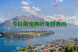 今日萌宠枫叶龟好养吗