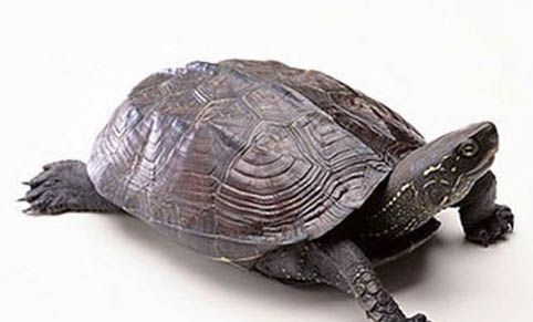 小草龟冬天怎么养