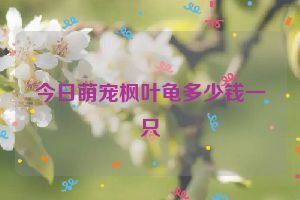 今日萌宠枫叶龟多少钱一只