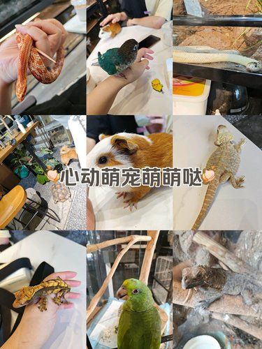 小蛇真的很好看，也很乖