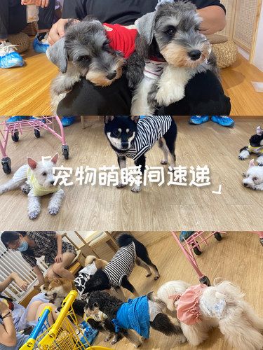 狗狗的快乐，我的快乐