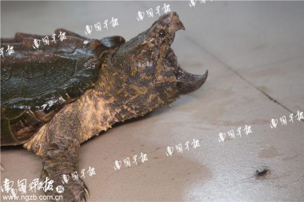 萌宠乐园鳄龟，一种独特的宠物选择