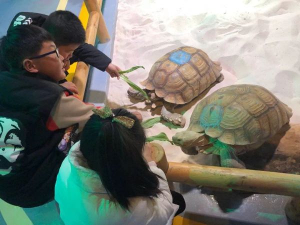  萌宠鱼龟乐园，水族世界的魅力与趣味