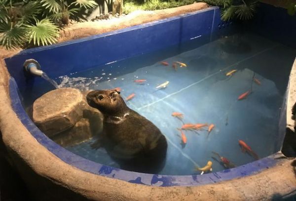  萌宠鱼龟乐园，水族世界的魅力与趣味