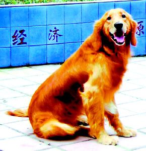竞选“十佳”23只候选宠物狗哪些你喜欢(组图)